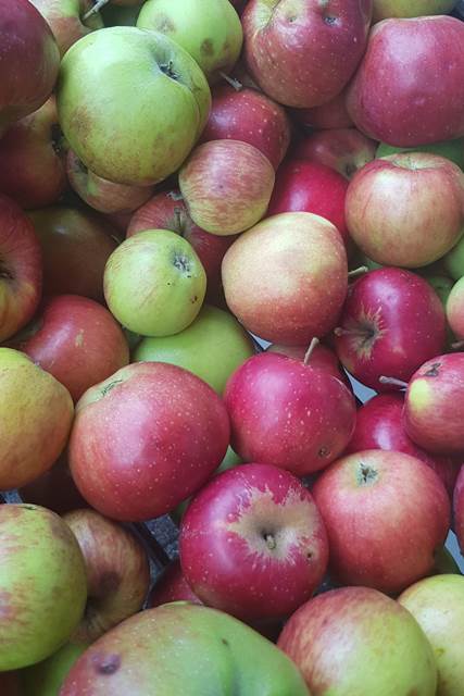 Äpfel1WEB
