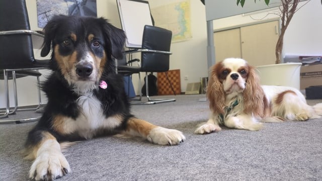 Aki und RomeoWEB