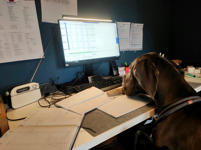 Bürohund1WEB